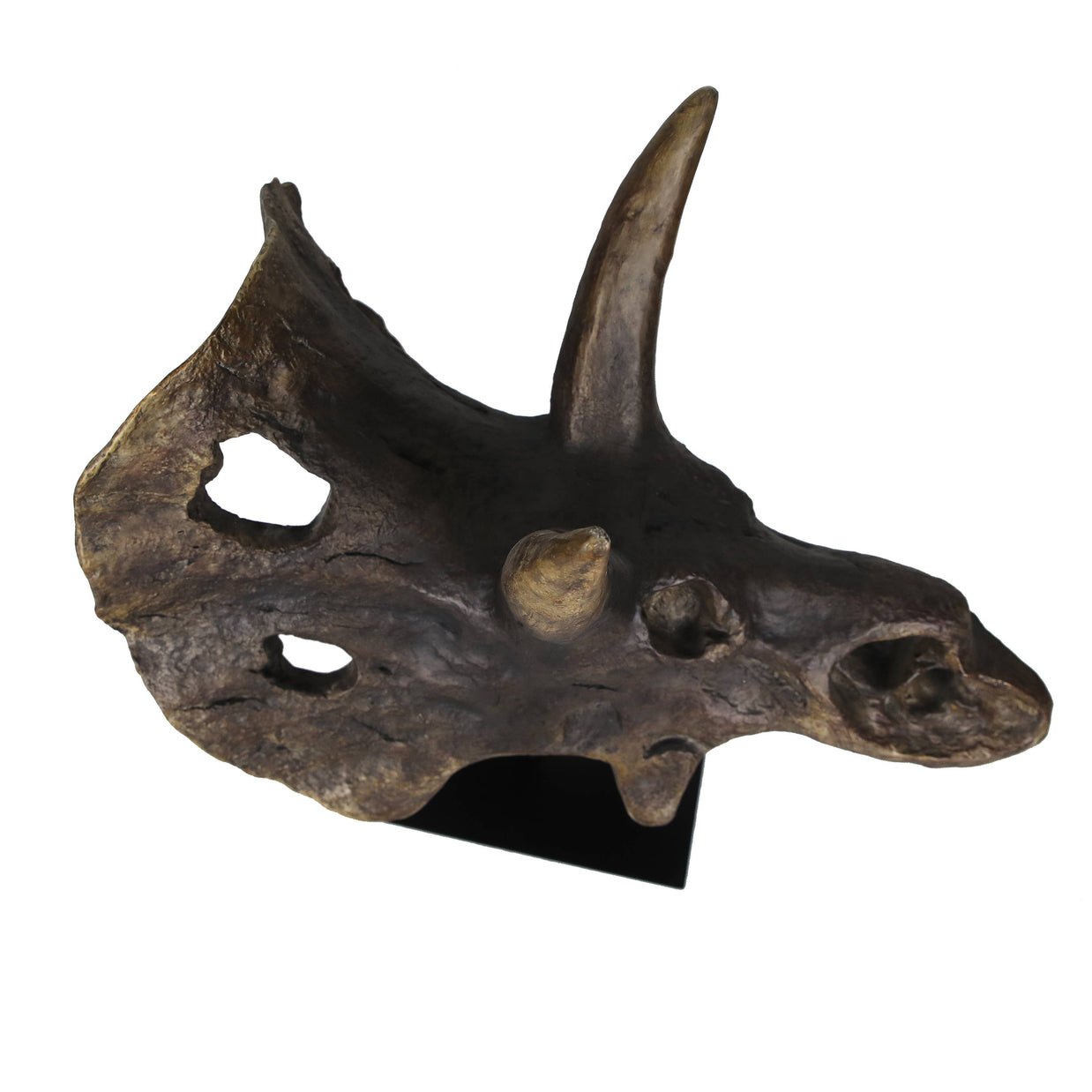 Faux Triceratops Dinosaur Large Skull Decor
