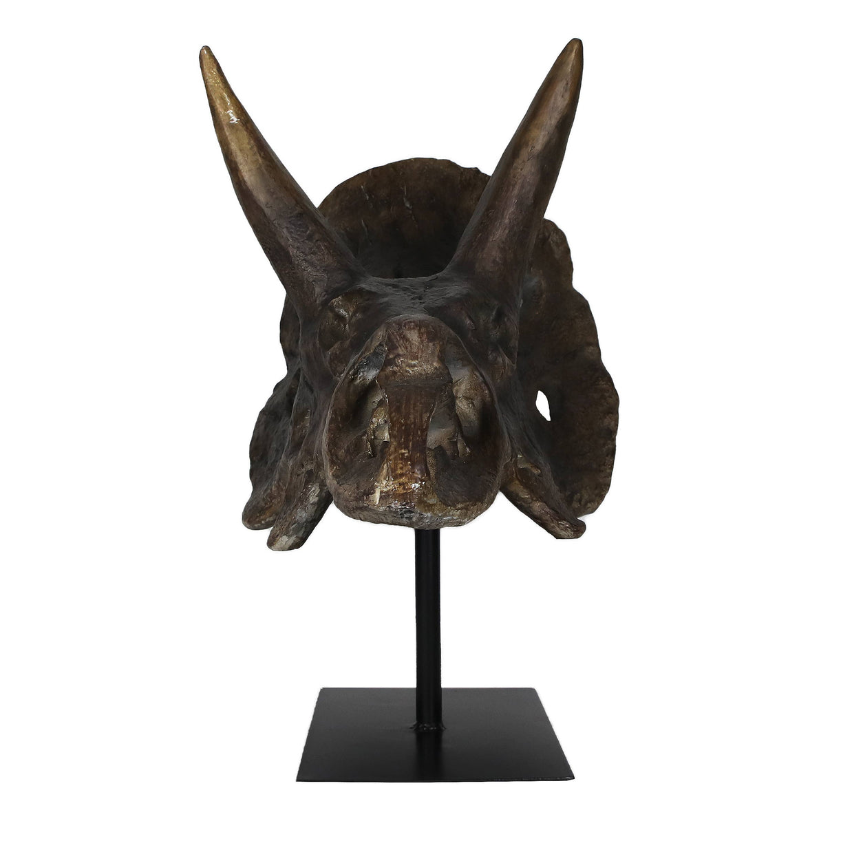Faux Triceratops Dinosaur Large Skull Decor