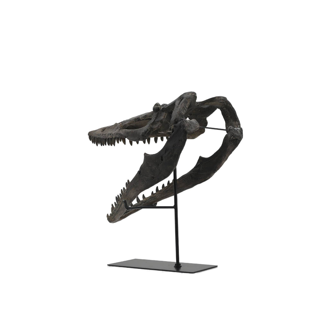 Faux Plioplatecarpus Dinosaur Skull Decor