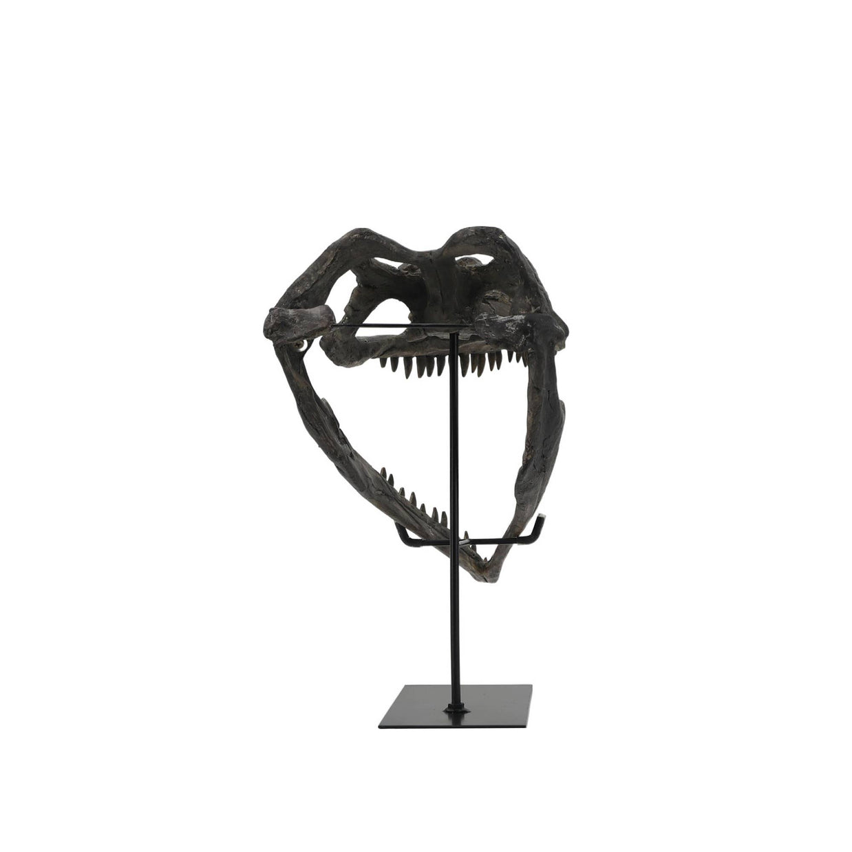 Faux Plioplatecarpus Dinosaur Skull Decor