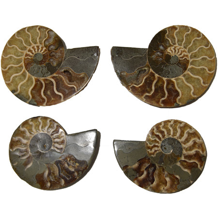 Ammonite Pair