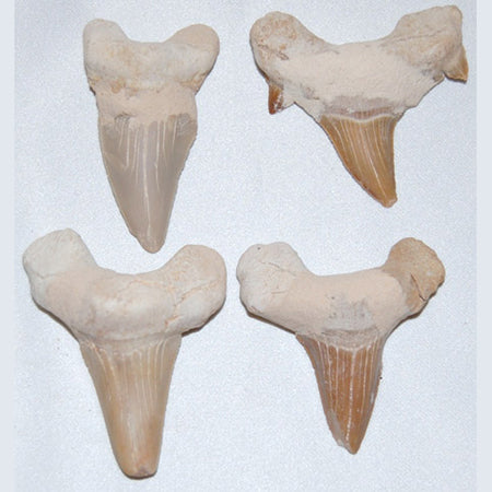 Real Shark teeth fossil - Medium