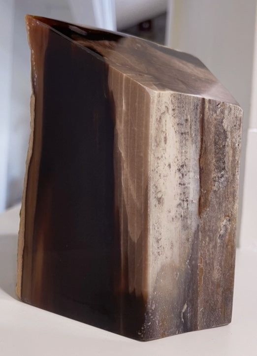 Showcase PNW Petrified Wood