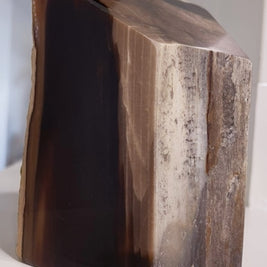 Showcase PNW Petrified Wood