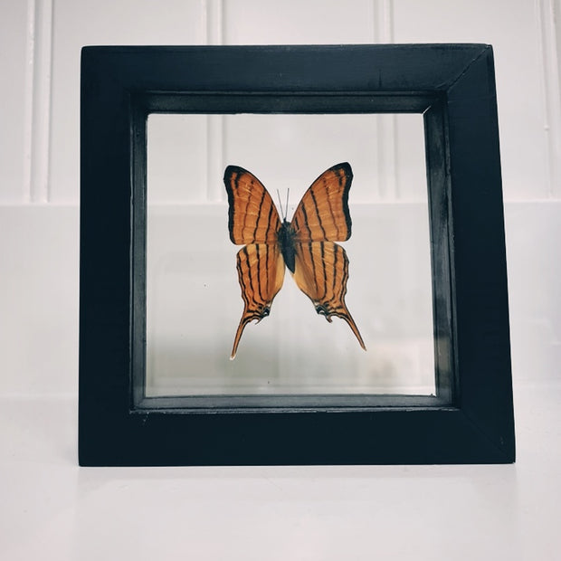 Butterfly specimen in frame - small MB