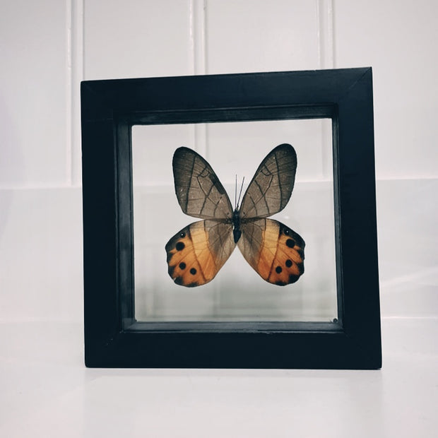 Butterfly specimen in frame - small PH
