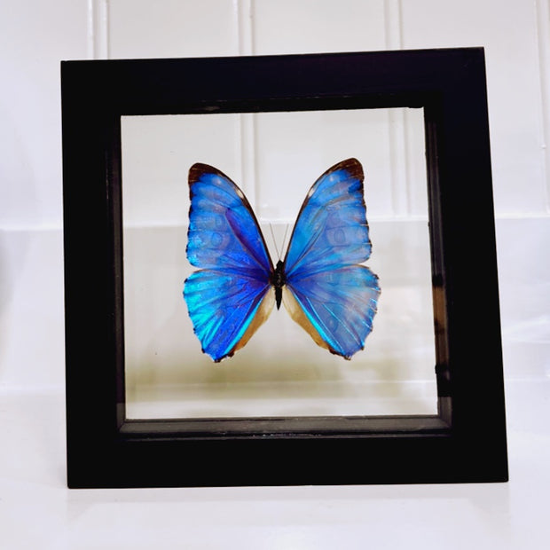 Butterfly specimen in frame - medium MA