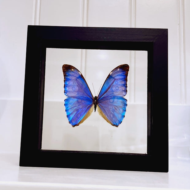 Butterfly specimen in frame - medium MA