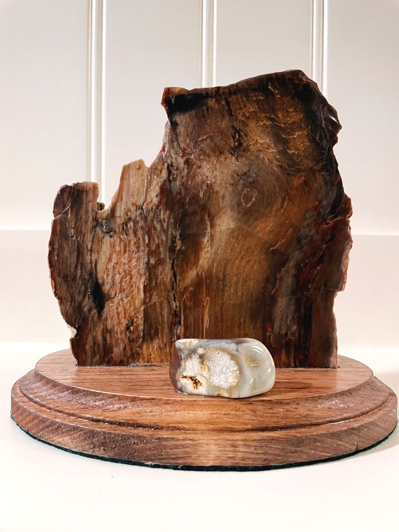 PNW Petrified Wood Polished on stand - 5.25"