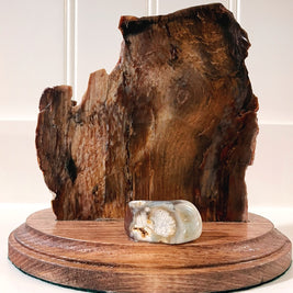 PNW Petrified Wood Polished on stand - 5.25