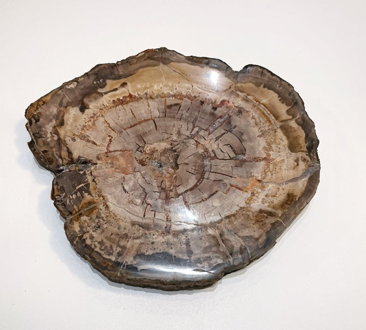 Sliced Madagascar Petrified Wood - 7"