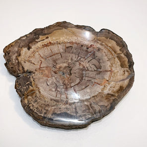 Sliced Madagascar Petrified Wood - 7