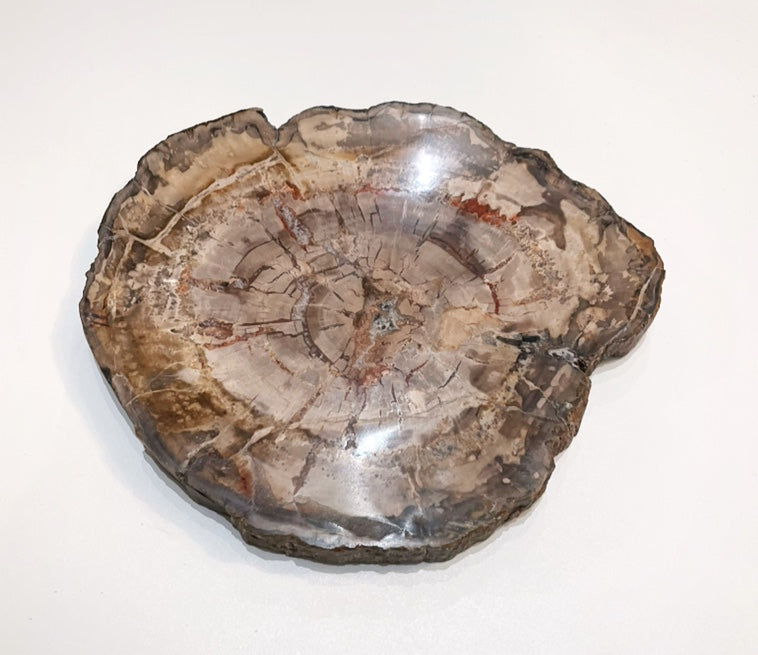 Sliced Madagascar Petrified Wood - 7