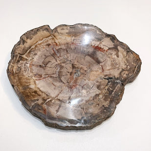 Sliced Madagascar Petrified Wood - 7