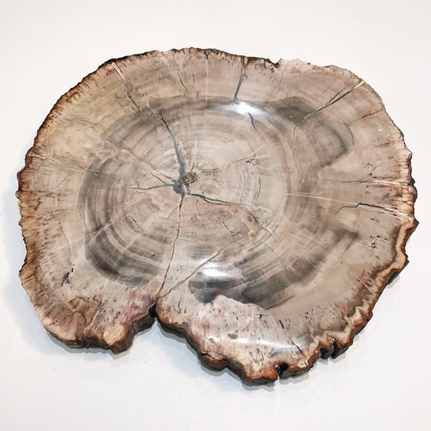 Sliced Madagascar Petrified Wood - 9"