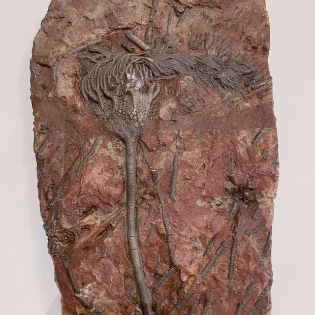 Crinoid Fossil Plate Specimen - 12"