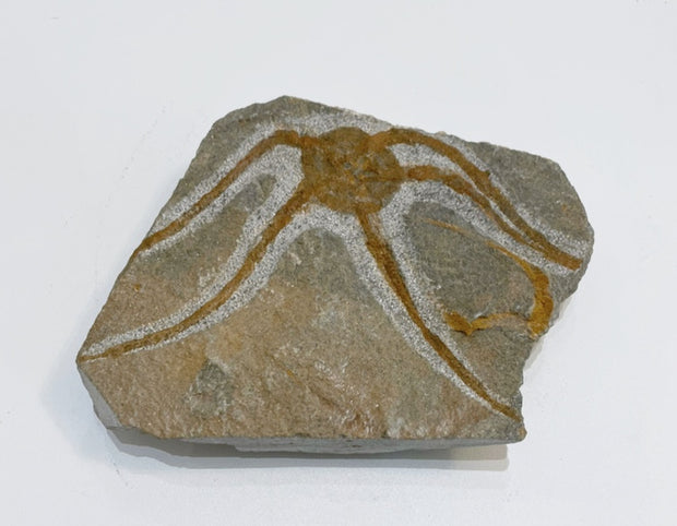 Brittle Star Fossil Specimen - 4.5"
