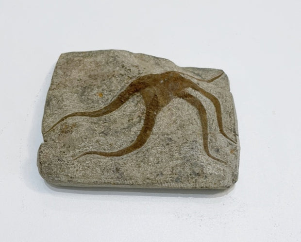 Brittle Star Fossil Specimen - 3.5"