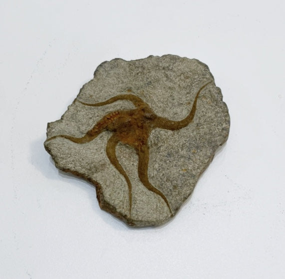 Brittle Star Fossil Specimen - 3"