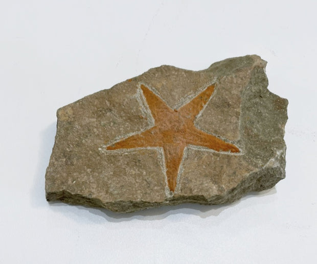 Starfish Fossil Specimen - A