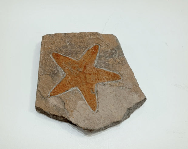 Starfish Fossil Specimen - D