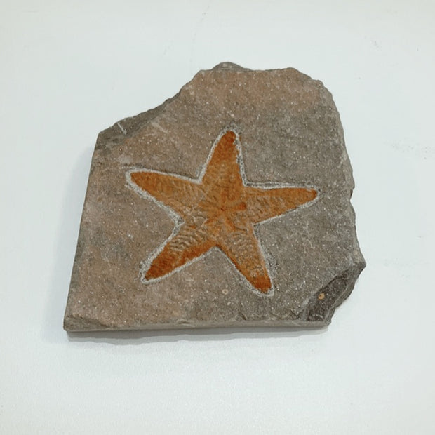 Starfish Fossil Specimen - C