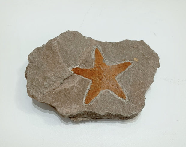 Starfish Fossil Specimen - B