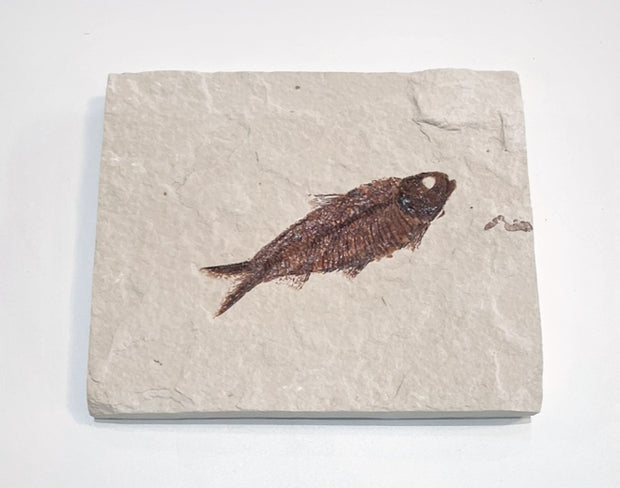 Knightia Fossil Plate - Wyoming State Fish Fossil A