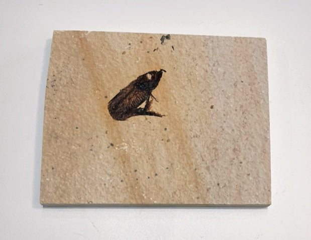 Knightia Fossil Plate - Wyoming State Fish Fossil B