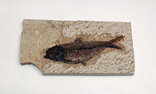 Knightia Fossil Plate - Wyoming State Fish Fossil D