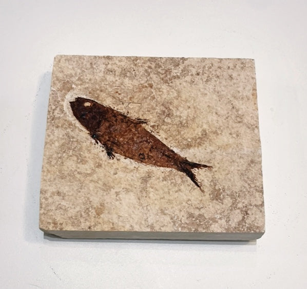 Knightia Fossil Plate - Wyoming State Fish Fossil C