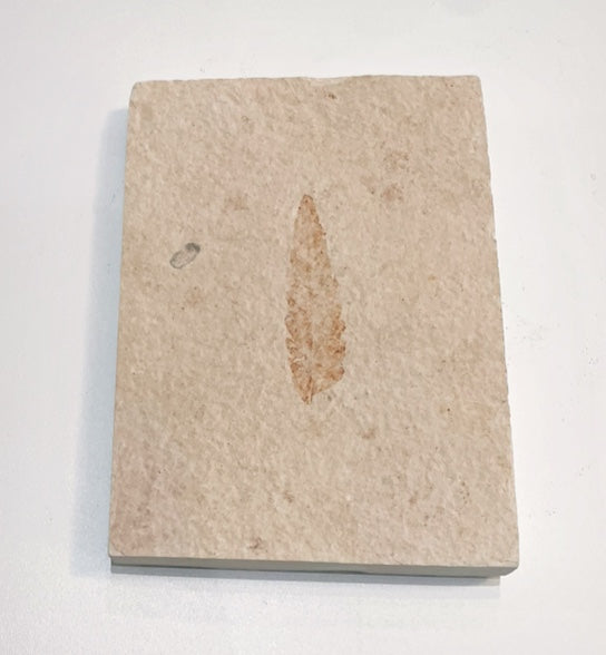 Rhus (Sumac) Leaf Fossil Plate - Wyoming