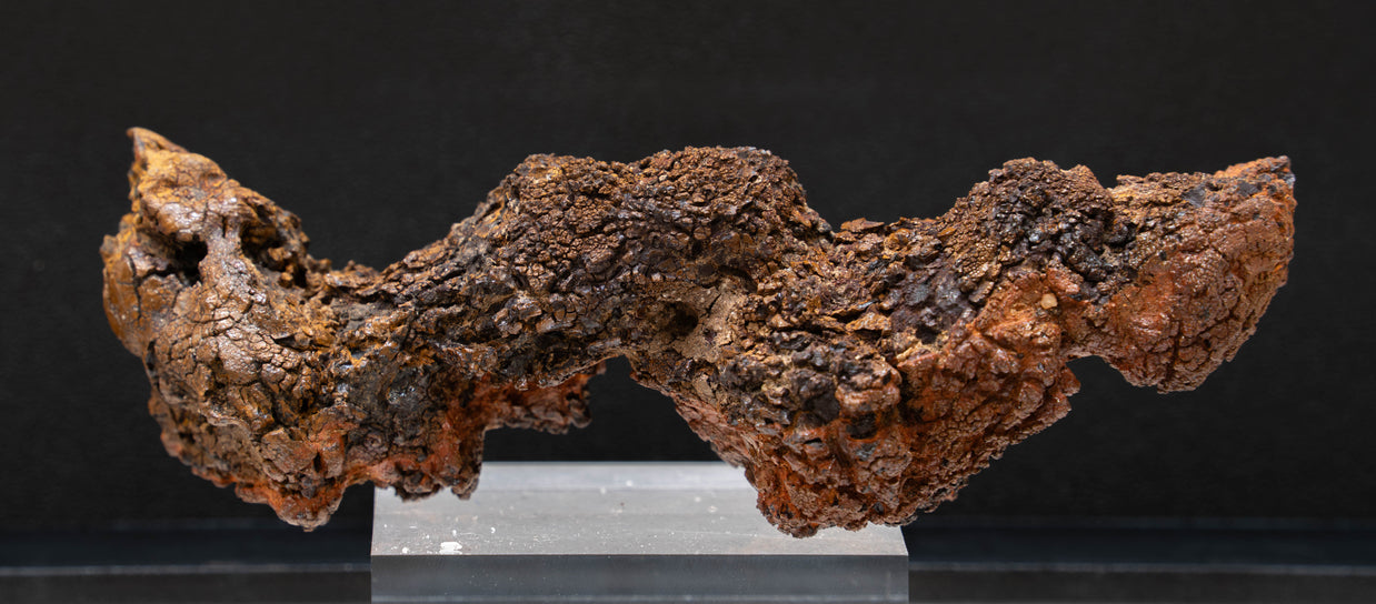 Coprolite "Dragon Scaled" Fossilized Dino Dung XL ($95 unit)