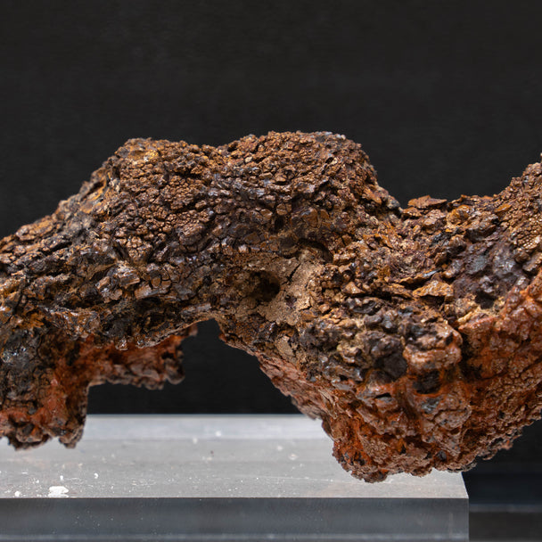 Coprolite 