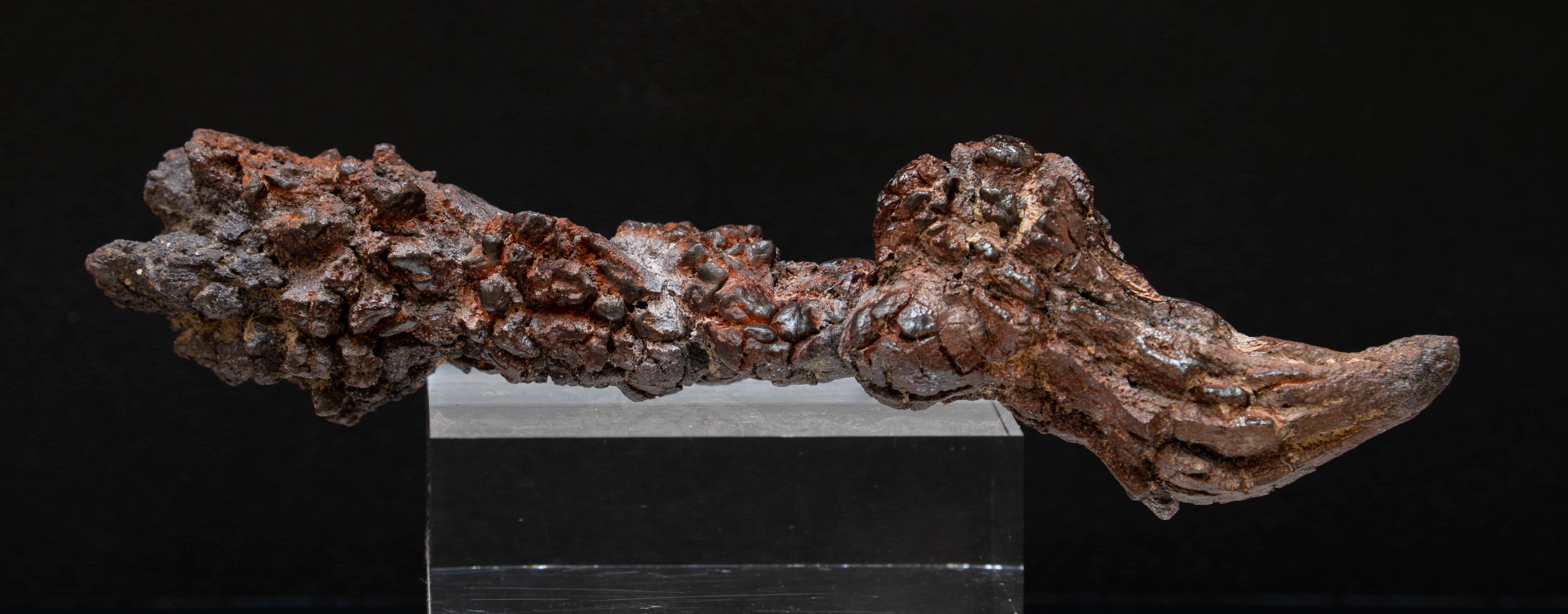 Coprolite 