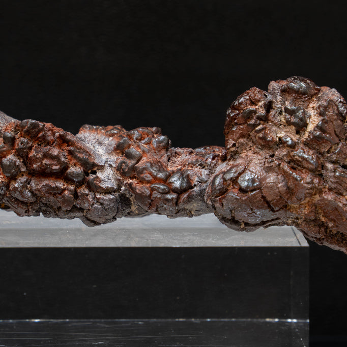 Coprolite 