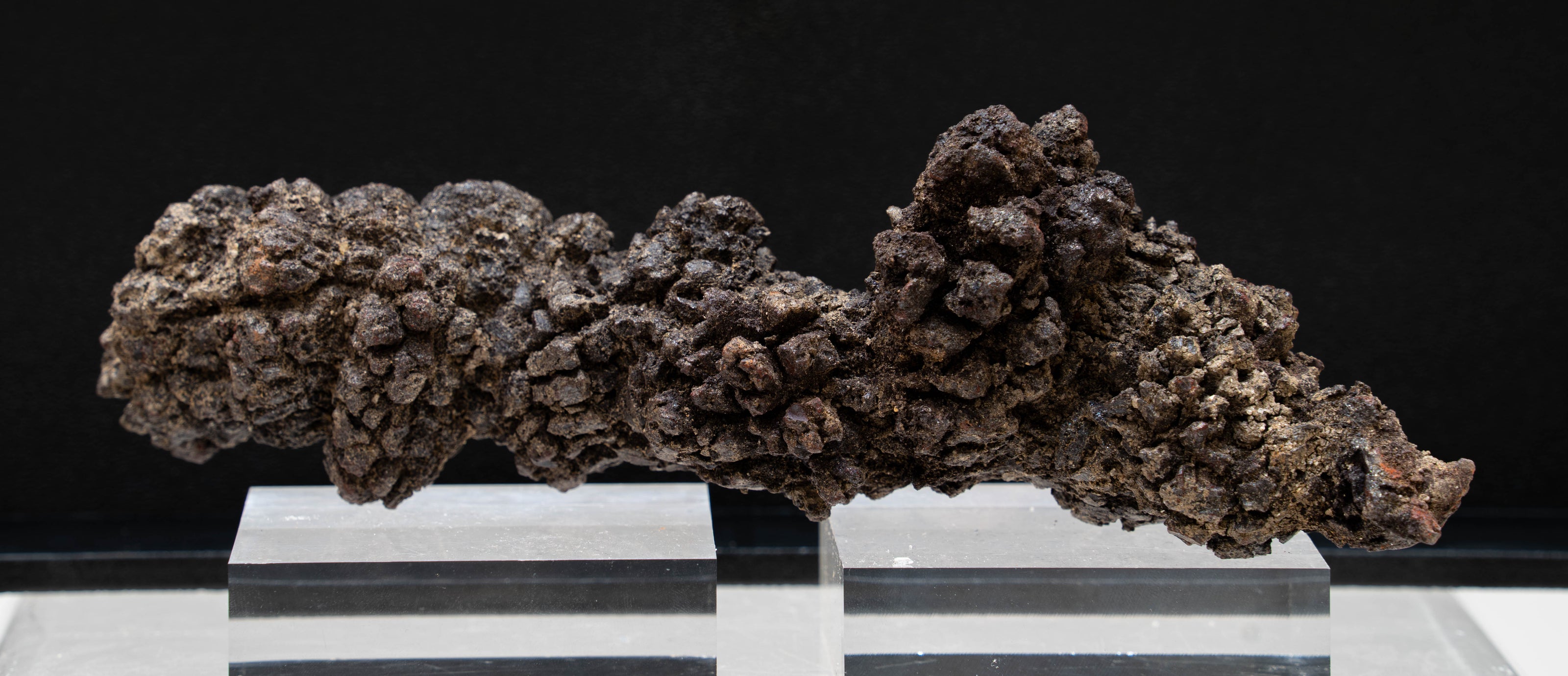 Coprolite 