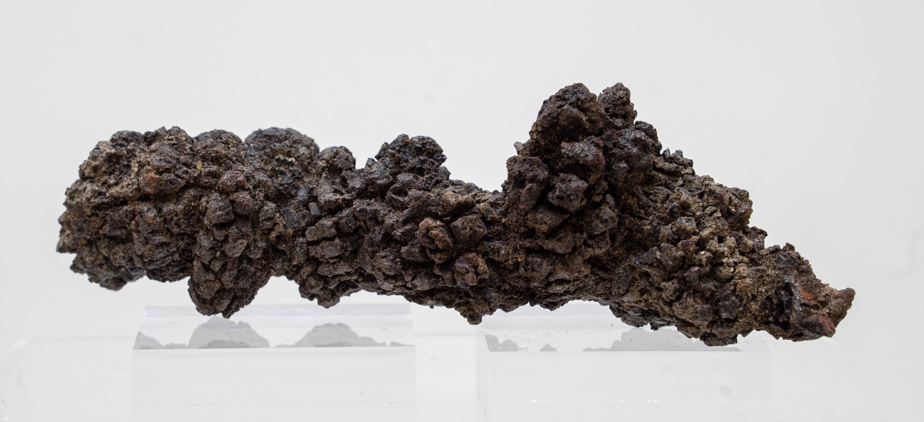 Coprolite 