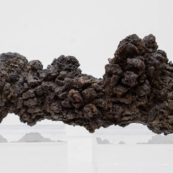Coprolite 