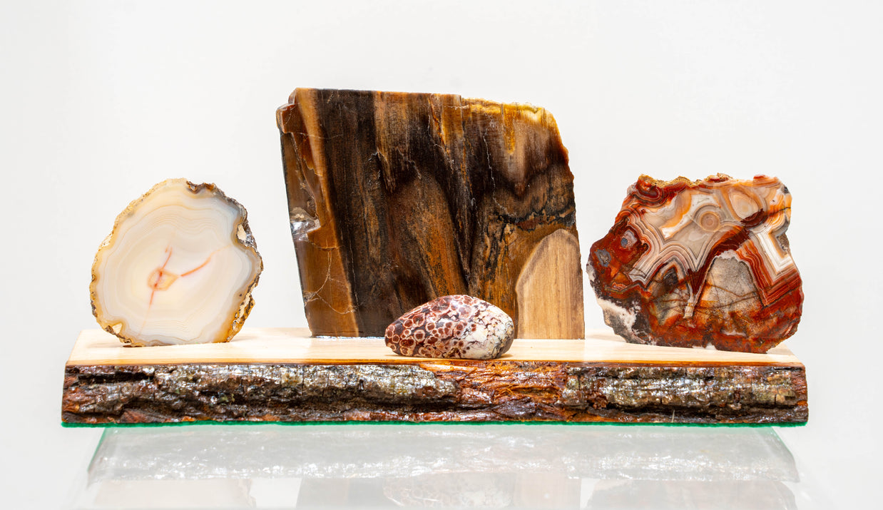 PNW Petrified Wood Assortment Polished on stand