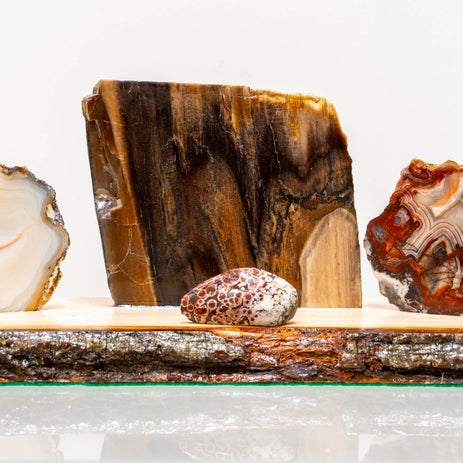 PNW Petrified Wood Assortment Polished on stand