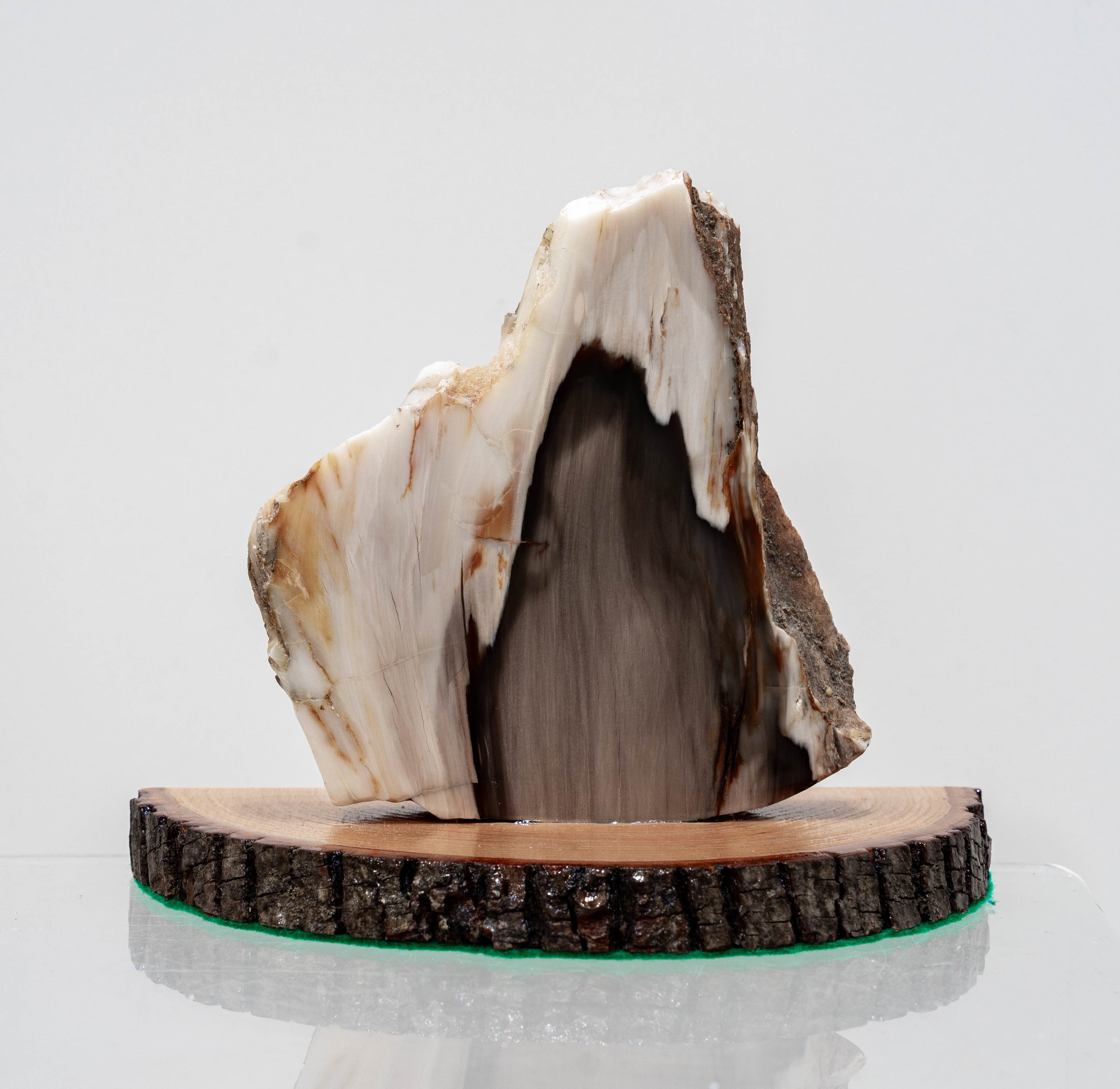 PNW Petrified Wood Polished on Stand - 5.5