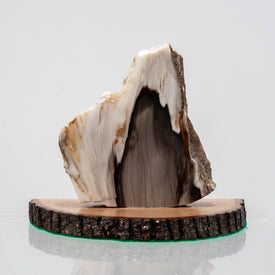 PNW Petrified Wood Polished on Stand - 5.5
