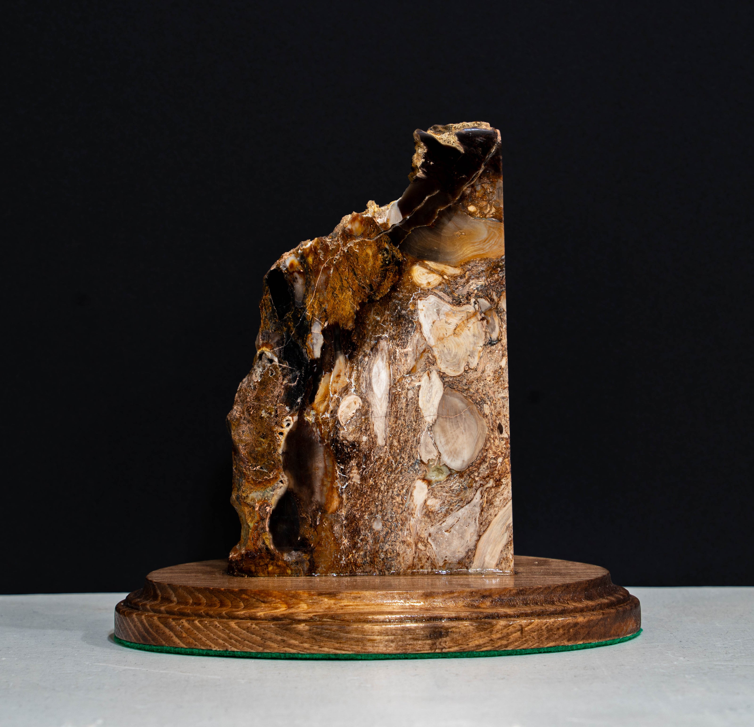 Rare PNW Petrified Wood with Root Wad Polished on Stand - 6