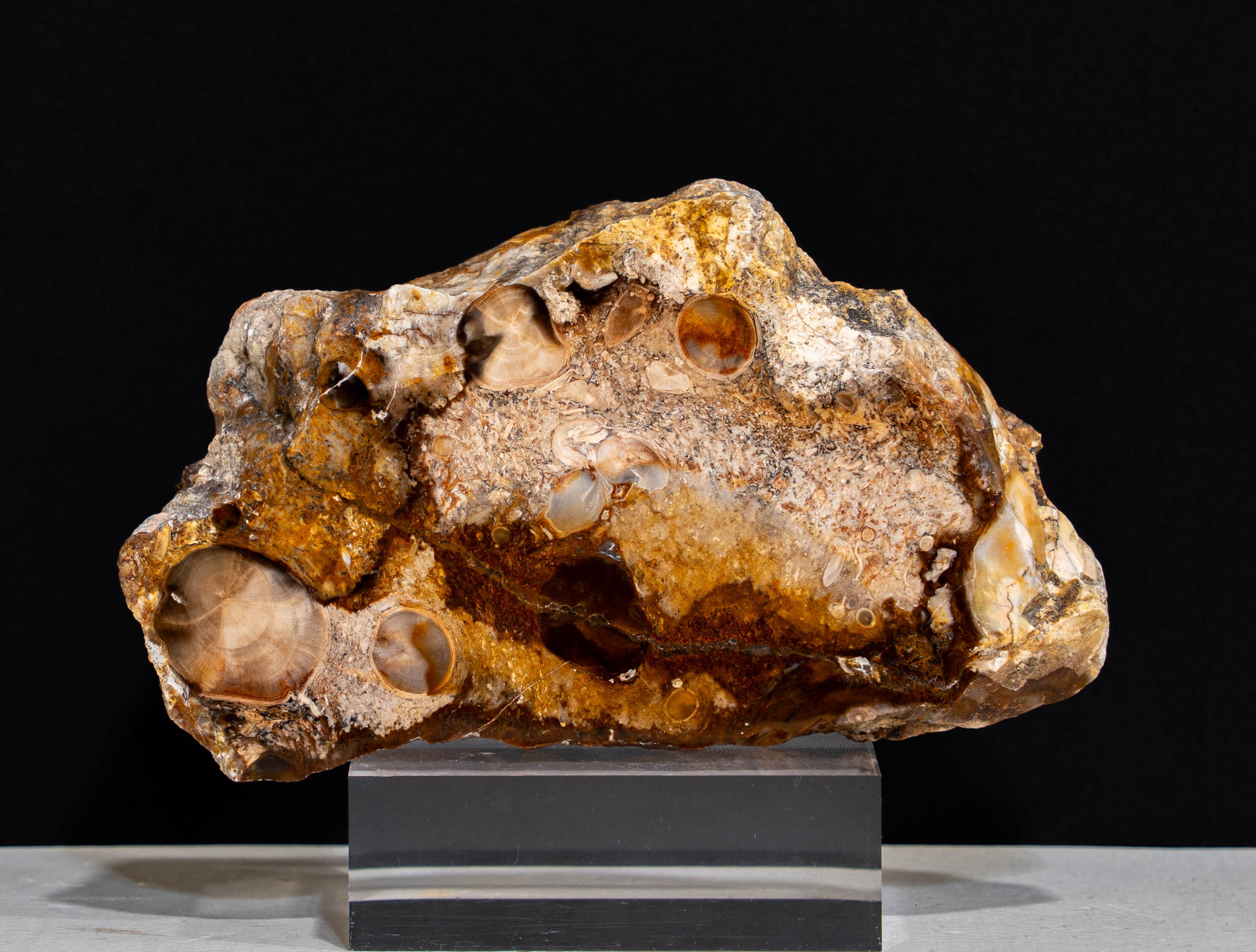 Rare PNW Petrified Wood with Root Wad Polished - 5.5