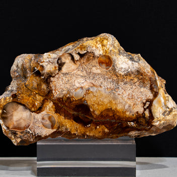 Rare PNW Petrified Wood with Root Wad Polished - 5.5