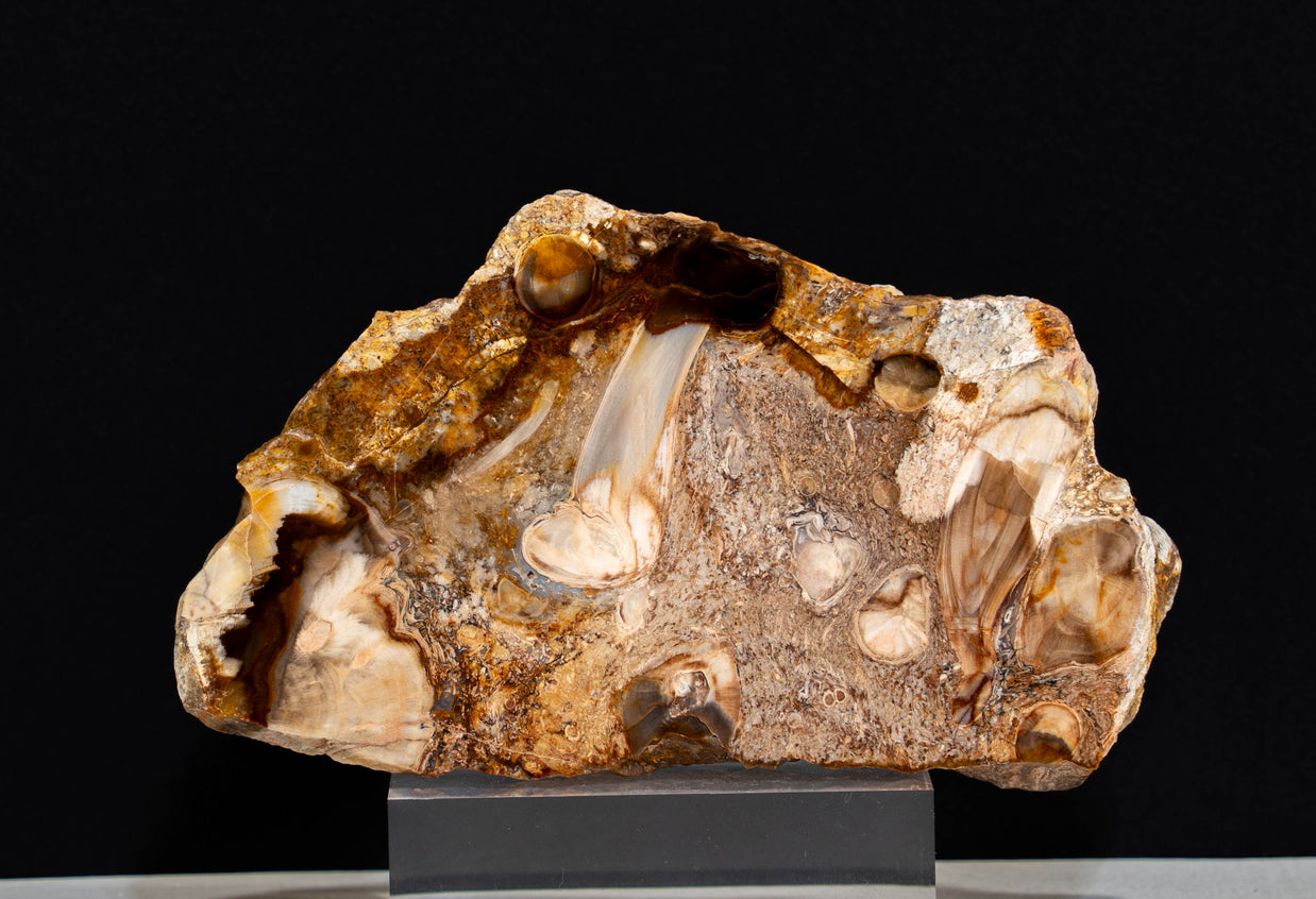 Rare PNW Petrified Wood with Root Wad Polished - 5.5