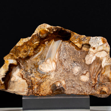 Rare PNW Petrified Wood with Root Wad Polished - 5.5