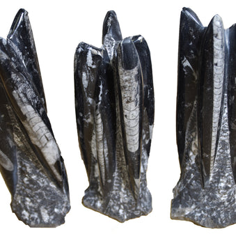 Orthoceras Towers Polished on Rough Matrix approx. 9