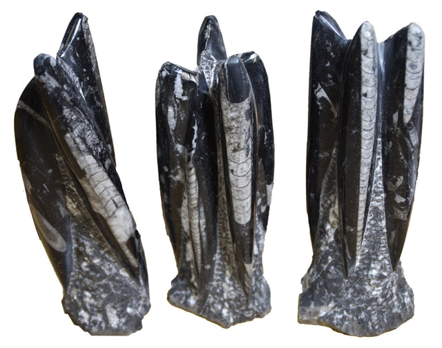 Orthoceras Towers Polished on Polished Matrix 5-8 in